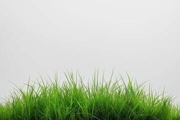 Obraz premium Fresh Green Grass Isolated on White