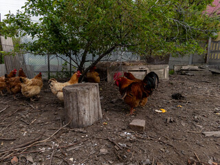 A group of chickens standing next to a tree in a yard