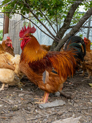 Rooster with chicken standing next to each other under a tree
