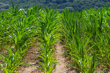 An industrial field of corn sprouts growing in black soil. Corn grow in beautiful rows at sunset. Agricultural landscape