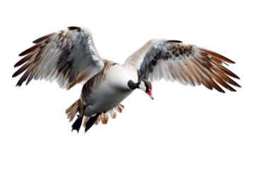 A majestic bird in flight with stunning plumage and outstretched wings.