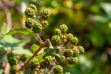 Unripe Blackberries closeup with a blurry green background