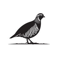Grey Partridge Vector Silhouette, Detailed Ground Bird Design, Nature-Inspired Wildlife Art, Elegant Avian Outline, Rustic Bird Illustration.
