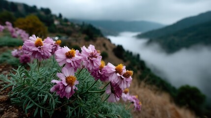 Fototapeta premium Beautiful pink flowers on a hillside overlooking a foggy river valley and mountain landscape