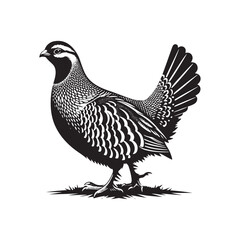 Grey Partridge Vector Silhouette, Detailed Ground Bird Design, Nature-Inspired Wildlife Art, Elegant Avian Outline, Rustic Bird Illustration.
