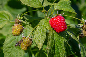 Ripe red raspberries on the branches of a bush. A raspberry patch in the garden