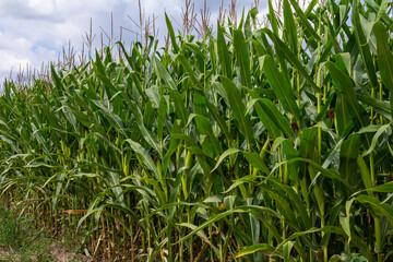 Fresh corn plants in field, green leaves, stem. Blue sky background. Sun's rays illuminate field
