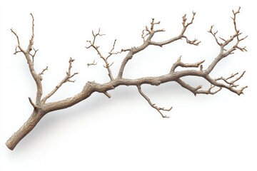 Single Bare Tree Branch on White Background