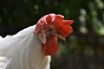 Leghorn chicken is a breed of chicken that originates from Italy.