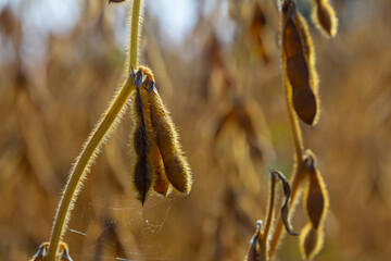 Soybean plants growing in a golden field during late summer harvest season under bright sunlight