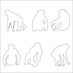 Chimpanzees are highly intelligent and can use tools to find food.