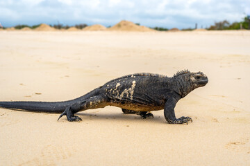 Marine iguana on the sandy shores of Isabela Island, Galapagos Archipelago, Ecuador