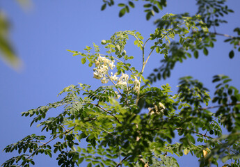 Drumstick Flower on tree.blue sky background