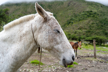 Horse resting on the Humantay Lake trek in the Peruvian Andes