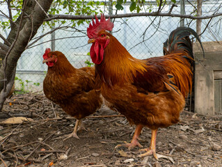 A couple of Rooster with chicken standing next to each other in a yard