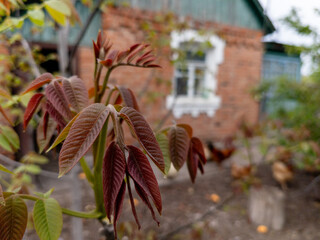 A branch of a tree with red leaves in front of a brick building