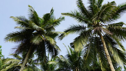Fototapeta premium Tall Coconut Trees with Blue Sky