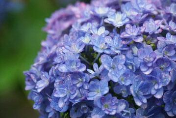 紫陽花