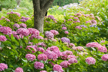 Obraz premium 紫陽花