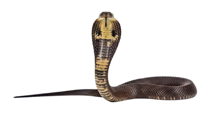 Impressive King Cobra in a defensive upright hooded display, its forked tongue actively flicking. Full body of the venomous snake isolated on a white background.