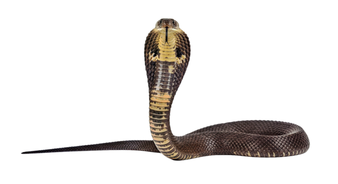 Impressive King Cobra in a defensive upright hooded display, its forked tongue actively flicking. Full body of the venomous snake isolated on a white background.