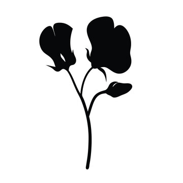 recommend clip art: Black and white illustration of sweet pea , flower silhouette vector designs.