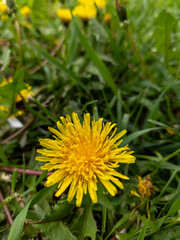 A yellow dandelion in a field of green grass