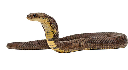 Fototapeta premium Menacing King Cobra slithering in a side view, its hood partially expanded and sharp eyes intensely focused. Venomous reptile isolated on a pristine white background.