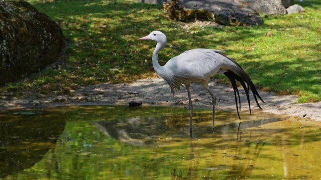 The Blue Crane, Grus paradisea, is an endangered bird specie endemic to Southern Africa. It is the national bird of South Africa