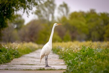 Fototapeta premium A Great Egret strikes a pose in an outdoor park setting