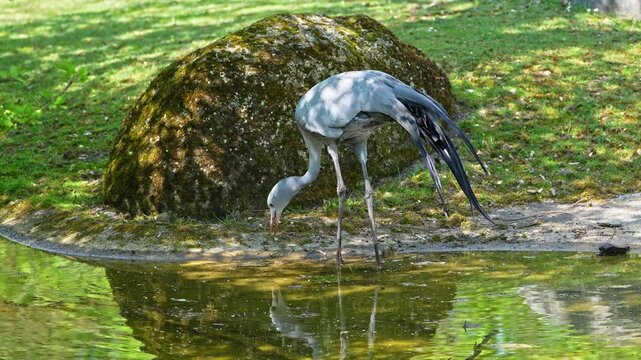 The Blue Crane, Grus paradisea, is an endangered bird specie endemic to Southern Africa. It is the national bird of South Africa