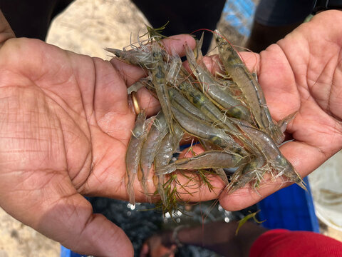 Juvenile shrimp (vannamei) in hands