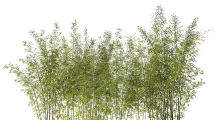Cutout bamboo forest isolated with transparent background 3d