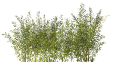 Cutout bamboo forest isolated with transparent background 3d