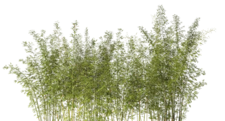 Fototapeten Bambus Cutout bamboo forest isolated with transparent background 3d  © tiero
