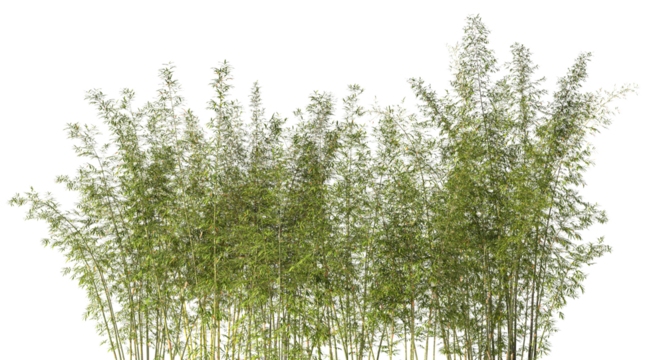 Cutout bamboo forest isolated with transparent background 3d