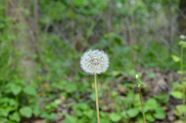dandelion on green background