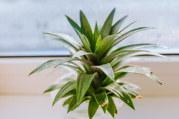 grow pineapple at home