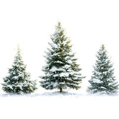 Obraz premium christmas tree on white background