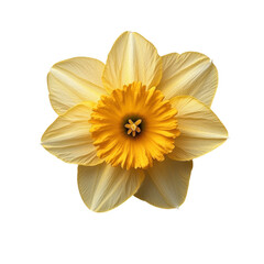 Daffodil flower yellow narcissus floral spring bloom isolated closeup art on transparent background