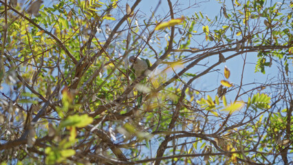 Parrot perched among green leaves and branches against a clear blue sky on a sunny day, showcasing vibrant natural outdoor scenery.
