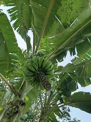 Banana tree with bunch of ripe green bananas growing in the garden