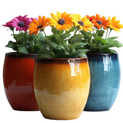 Colorful flower pots with osteospermum flowers in home garden decor on transparent background