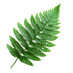 Fern leaf with water droplets close up green foliage plant botanical on transparent background