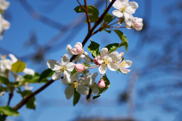 apple tree blossoms on branch