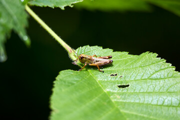 grasshopper sitting on a leaf