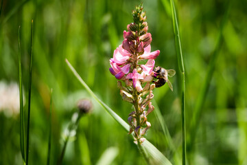 bumblebee sitting on a wildflower