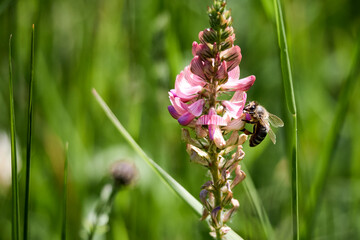 bumblebee sitting on a wildflower