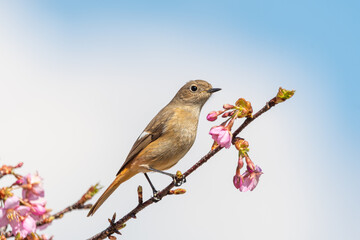 桜の枝にとまるジョウビタキ