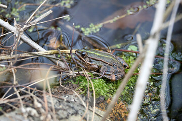 pool frog on mossy branch in lake